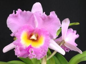 Rhyncholaeliocattleya Mahina Yahiro