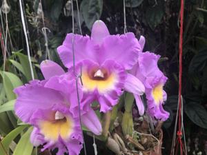 Rhyncholaeliocattleya Mahina Yahiro