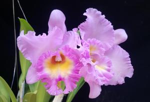 Rhyncholaeliocattleya Mahina Yahiro