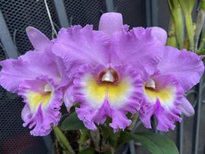 Rhyncholaeliocattleya Mahina Yahiro