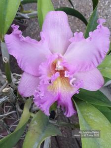 Rhyncholaeliocattleya Mahina Yahiro