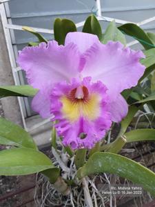 Rhyncholaeliocattleya Mahina Yahiro