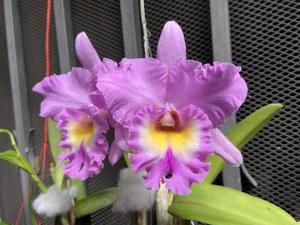 Rhyncholaeliocattleya Mahina Yahiro