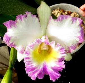 Rhyncholaeliocattleya Mahina Yahiro