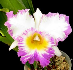 Rhyncholaeliocattleya Mahina Yahiro