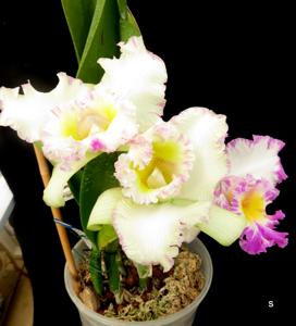 Rhyncholaeliocattleya Mahina Yahiro