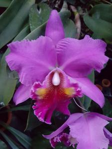 Rhyncholaeliocattleya Lucky Strike