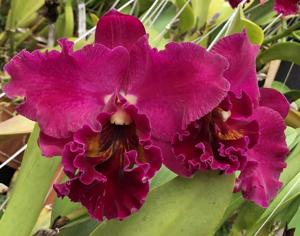 Rhyncholaeliocattleya Lucky Strike