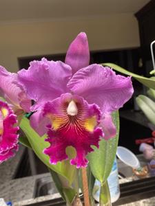 Rhyncholaeliocattleya Lucky Strike