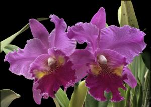 Rhyncholaeliocattleya Lucky Strike