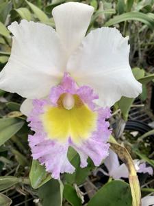 Rhyncholaeliocattleya Meditation