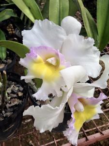 Rhyncholaeliocattleya Meditation