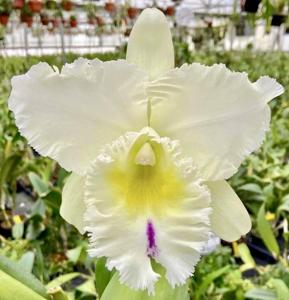 Rhyncholaeliocattleya Meditation