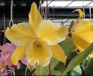 Rhyncholaeliocattleya Marquette's Canary