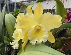 Rhyncholaeliocattleya Marquette's Canary