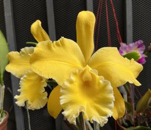 Rhyncholaeliocattleya Marquette's Canary