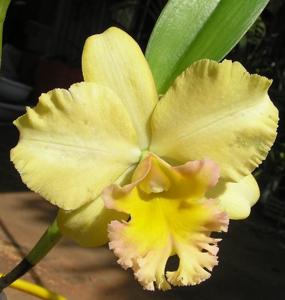 Rhyncholaeliocattleya Malworth