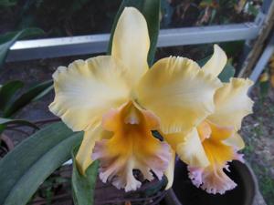 Rhyncholaeliocattleya Malworth