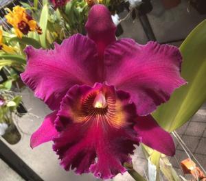 Rhyncholaeliocattleya Memoria Ralph Placentia