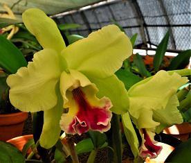 Rhyncholaeliocattleya Memoria Helen Brown