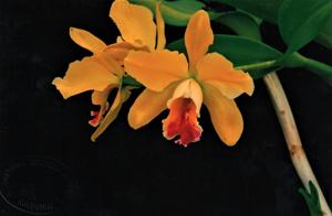 Rhyncholaeliocattleya Memoria Helen Brown