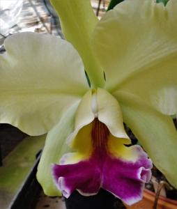 Rhyncholaeliocattleya Memoria Helen Brown