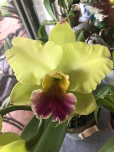 Rhyncholaeliocattleya Memoria Helen Brown