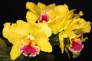 Rhyncholaeliocattleya Memoria Helen Brown