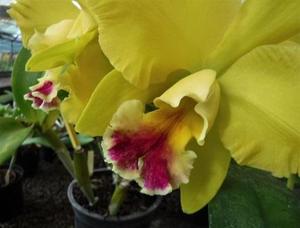 Rhyncholaeliocattleya Memoria Helen Brown