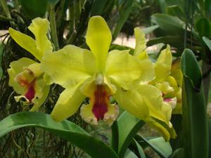 Rhyncholaeliocattleya Memoria Helen Brown