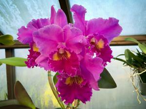 Rhyncholaeliocattleya Memoria Crispin Rosales