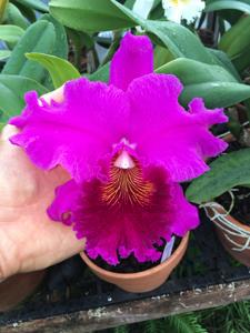 Rhyncholaeliocattleya Memoria Crispin Rosales