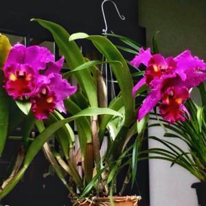 Rhyncholaeliocattleya Memoria Crispin Rosales