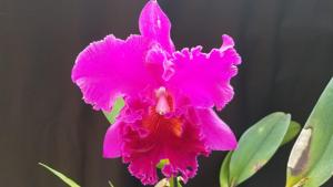 Rhyncholaeliocattleya Memoria Crispin Rosales