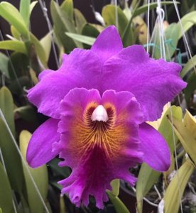 Rhyncholaeliocattleya Memoria Crispin Rosales