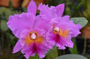 Rhyncholaeliocattleya Memoria Crispin Rosales