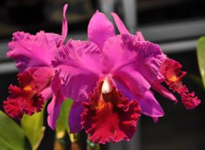 Rhyncholaeliocattleya Memoria Crispin Rosales