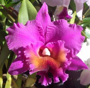 Rhyncholaeliocattleya Memoria Crispin Rosales