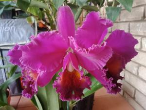 Rhyncholaeliocattleya Murray Spencer