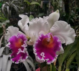 Rhyncholaeliocattleya Memoria Tiang