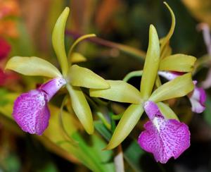 Brassocattleya Memoria Vida Lee