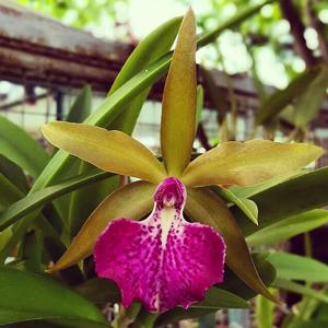 Brassocattleya Memoria Vida Lee