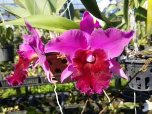 Rhyncholaeliocattleya Oconee