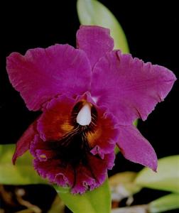 Rhyncholaeliocattleya Oconee