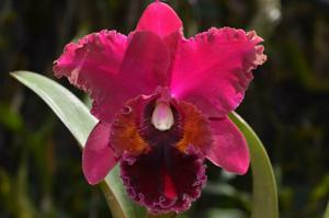 Rhyncholaeliocattleya Oconee