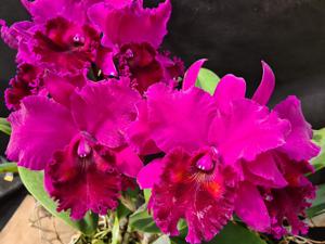 Rhyncholaeliocattleya Oconee