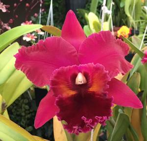 Rhyncholaeliocattleya Oconee