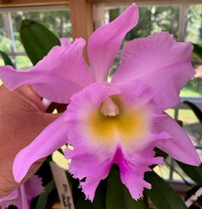 Rhyncholaeliocattleya Nacouchee