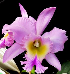 Rhyncholaeliocattleya Nacouchee