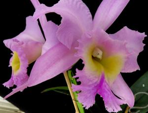 Rhyncholaeliocattleya Nacouchee